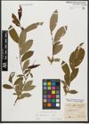 Foto von Salix triandra subsp. triandra L.